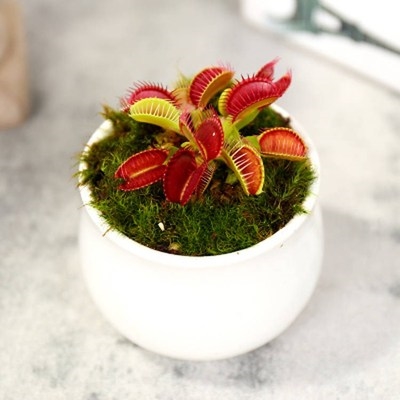 捕蝇草 盆d栽 大嘴 超大食人花植物特大扑蝇吃虫食虫驱蚊室内的.