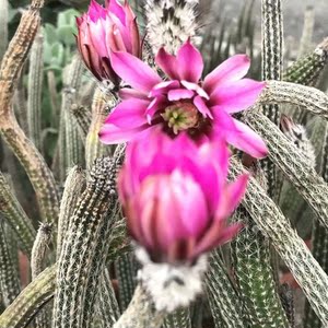 仙人球银柳银纽仙人掌鹿角柱属开花多肉植物盆栽美观好养