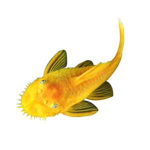 黄金大胡子鱼种鱼