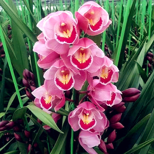 福星/大花蕙兰 精品兰花盆栽室内绿植花卉大型四季易活盆景兰草