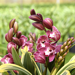 中国龙/清香型杂交兰/冬季开花 家居兰花盆栽室内绿植花卉兰草