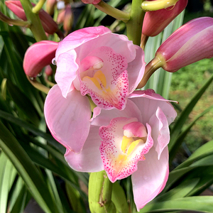 烛光/大花蕙兰 精品兰花盆栽室内绿植花卉四季易活盆景兰草