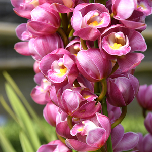 绣球/大花蕙兰 精品兰花盆栽室内绿植花卉大型四季易活盆景兰草