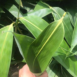 【竹笋叶新鲜】竹笋叶新鲜品牌,价格 - 阿里巴巴