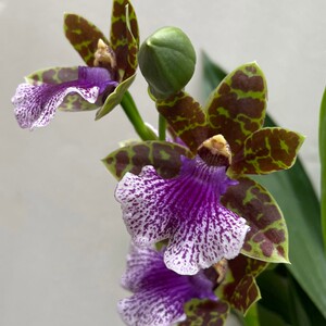 紫香兰兰花