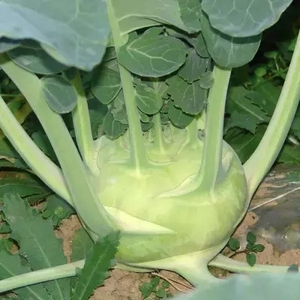 青丕兰菜种子籽春秋青苤蓝紫色丕蓝阳台盆栽农家菜园四季蔬菜种孑