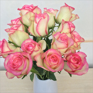 玫瑰花苗【红袖】观花植物浓香切花月季花苗灌木黄v底红边花卉盆