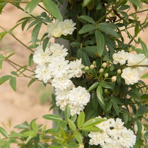 浓香白木香花爬藤l丰花月季勤花抗病性强阳台盆栽玫瑰花卉月季花