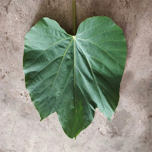 重庆桐子叶粑粑