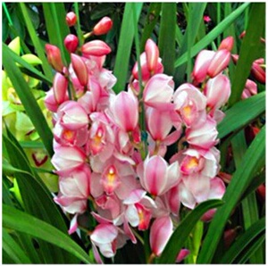 大花惠兰兰花苗带花苞虎头兰名贵稀有慧兰兰花红嘴云南i兰花名品