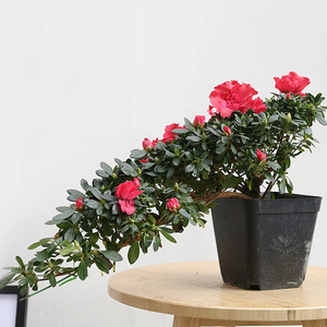 悬崖造型杜鹃花盆景盆栽四季开花植物杜鹃花室内r外植物带花苞盆.