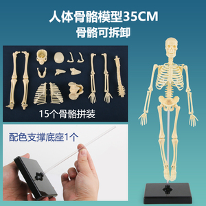 可活动人体骨架骨骼模型仿真骷髅可拆卸骨头医学儿童教学小型玩具