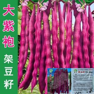 紫红架豆种子四季豆菜豆芸豆角种籽大紫袍春秋季高产田园蔬菜种子