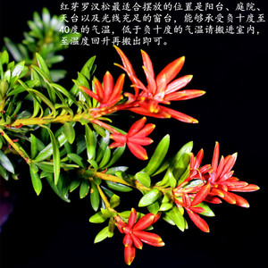 新品海岛血红芽金彩小红帽罗汉松b盆景素材四季盆栽植物窗庭院阳