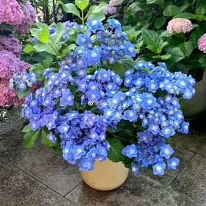 凯蒂的花园 进口新品大花重瓣绣球花盆栽花手鞠万华镜花苗 不包活