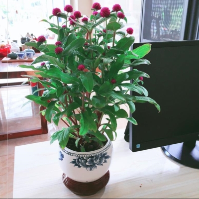 千年红盆栽净化空r气绿植花卉好看易活日花镜室外客厅好养户外夏