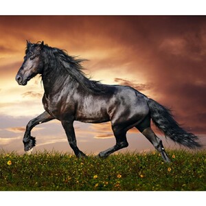 hq714 高清大图骏马绘画赛马奔马摄影油画装饰画芯图片素材197张