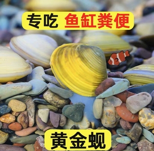 溪蚬河蚬黄金蚬河蚌鲜活观赏宠物淡水小河蚌鱼缸净水活物除藻冷水