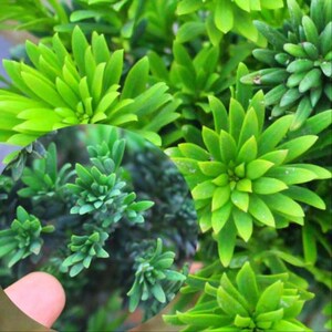 圆叶黑珍珠罗汉松盆景素材苗小米叶雀舌四季常青罗汉松树苗盆栽