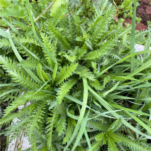 高山蓍草蓍实一支蒿飞天蜈蚣新鲜养生泡茶泡酒煲汤农家中药材优质