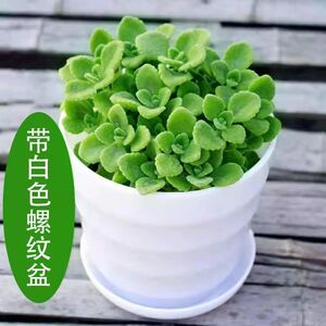 带香味绿植碰碰香室内盆栽客厅除异味净化空气植物驱蚊虫一抹香花