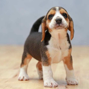 纯种比格幼犬活体宠物狗大耳朵巴吉度幼犬米格鲁短毛猎兔犬比特犬