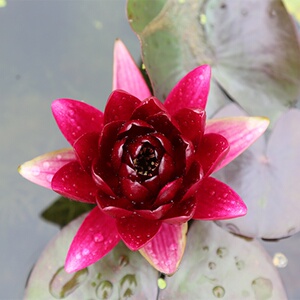 黑公主大睡m莲带花苞紫红色水培植物水养四季睡莲根块根茎庭院盆