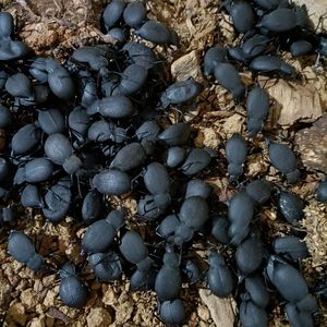 云南臭壳子虫黑将军喙尾琵琶甲虫100只