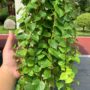 爬山虎苗五叶地锦庭院耐寒四季常青爬藤攀援植物三叶地锦爬墙虎苗