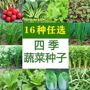 十六种四季播香菜快菜小白菜蔬菜籽几十种彩包任选春秋冬阳台盆栽