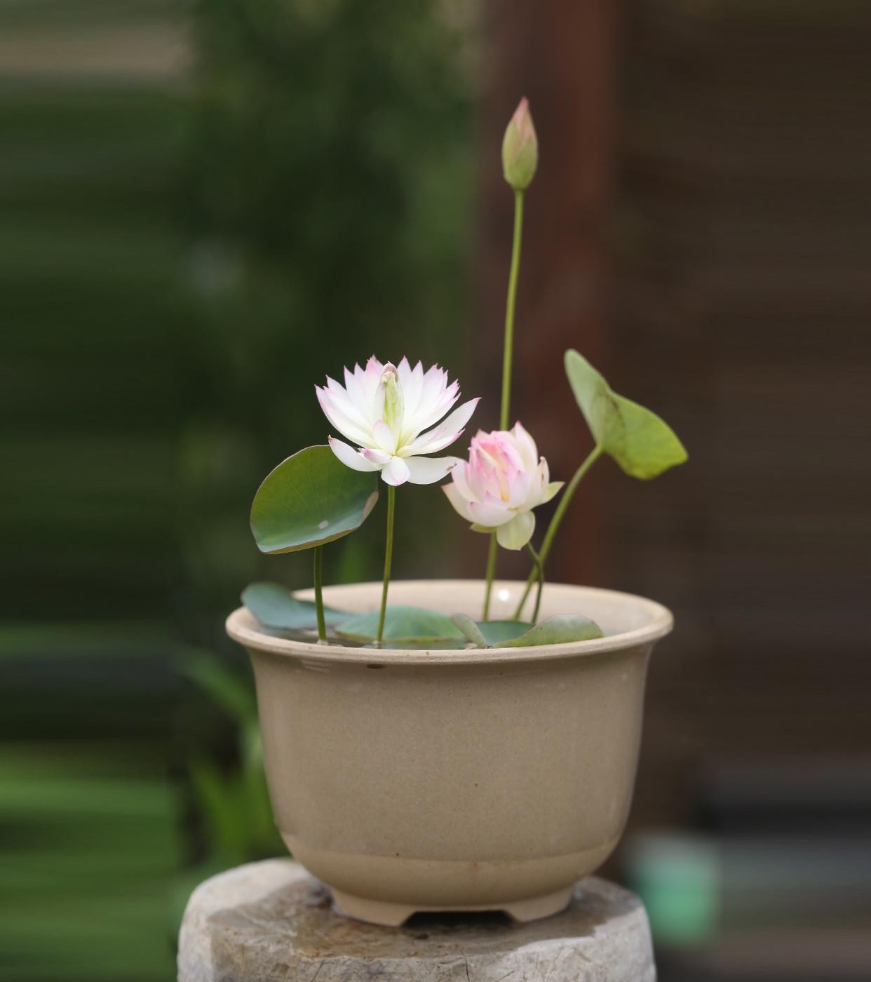 处子落小苗株型好微型碗莲种藕水生荷花.