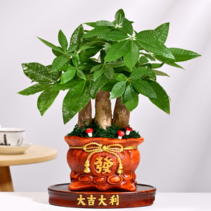发财树盆栽八方来财鸭掌木绿植花卉盆景花盆(c32-古-聚宝盆发)