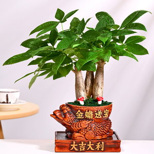 仿古创意陶瓷花盆金蟾送宝喜庆招财花盆发财树金钱树组合盆栽摆件