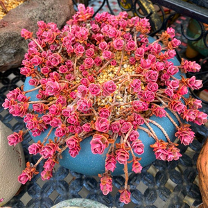 小球玫瑰锦多肉植物自然锦含盆土发货桌面室内防辐射净化空气