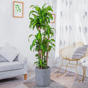 丛生金心巴西木盆栽 室内盆景铁树办公室客厅大型植物吸甲醛绿植