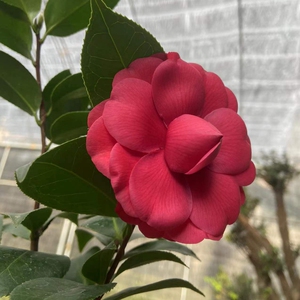 黑色蕾丝 瓣绒带福建龙黑永福茶花苗名贵k进口黑红色文岩品种茶花