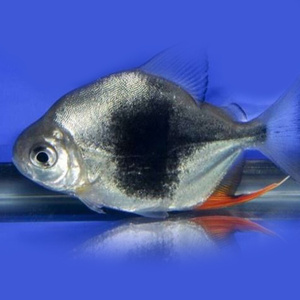 鱼活银线纹中带细鱼j银热桃层板黑鱼板虎配龙鱼银鱼粗线板银板a体