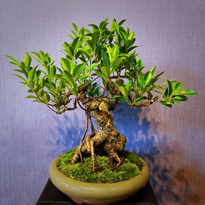 室内盆景虎皮榕小叶子榕树客厅书房办公室窗户室外阳台窗台绿植