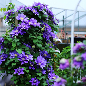 伍斯特美女铁线莲