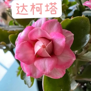 达科塔长寿花大花水果糖长寿花大花马带花苞盆栽家养绿植客厅