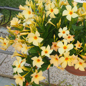 园艺杏色飘香藤花四季开花z大苗带花苞阳台爬藤花卉盆栽双喜藤