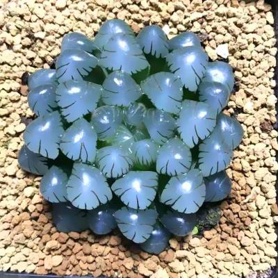 肉一品露中一玉ob1冰露物冰灯种玉m多宗母植i较灯品正物好拍本