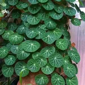 红藤山f乌龟植物金不换室内常绿耐阴爬藤植物净化空气奇趣藤蔓绿