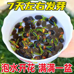 鱼缸水草植物活体水生水培真草养鱼浮萍睡莲碗莲种子种籽装饰造景