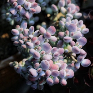 2021乒乓福娘群生紫葡萄老桩大颗多头r多肉植物肉肉好养巨型花卉