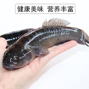 东山岛涂鳗鲟塘鳢虎头鲨土鱼海鲜呆子鱼乌塘鳢滩涂鱼弹涂鱼鲜活鱼