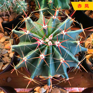 仙人球赤凤