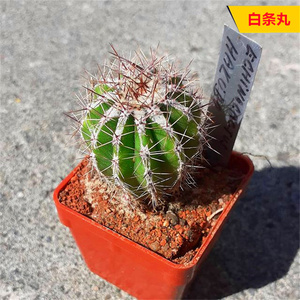 白条丸白城西瓜球尤博球新手好养属仙人球冷门稀缺仙人掌桌面盆栽