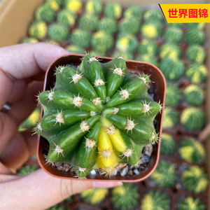 世界图锦仙人球自然锦新手好养开白花短刺仙人掌多肉好养活防辐射
