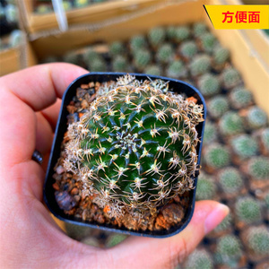 乌艳丸方便面仙人球开大花趴刺多肉植物新手室内防辐射室内小盆栽